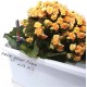 Blumenkasten mit Wasserspeicher, Untersetzer und Halterungs-Set